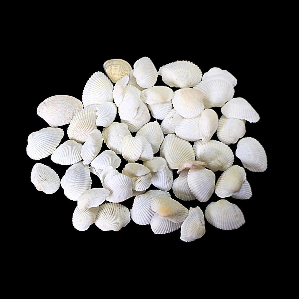 Coral Sea Shells Decor for Aquariums Pack of 50