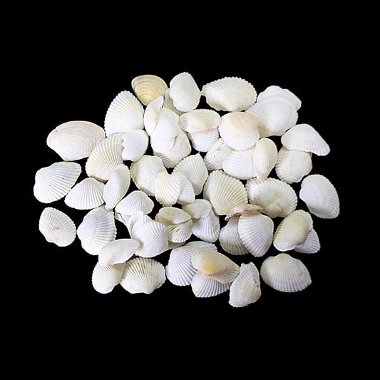 Coral Sea Shells Decor for Aquariums Pack of 50