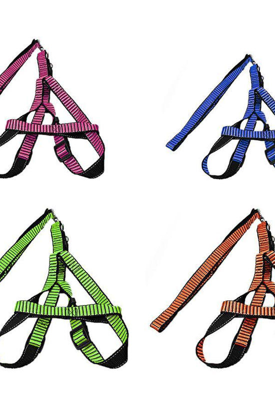 Durable Pet Dog Leash in Vibrant Assorted Colors